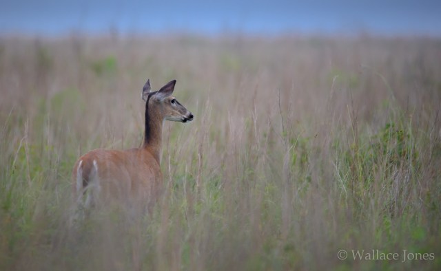 Attwater Prarie Chicken NWR