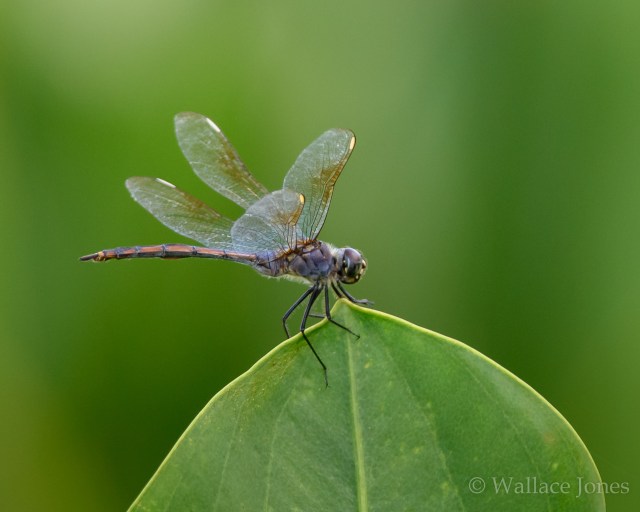 Hardee Lakes Park