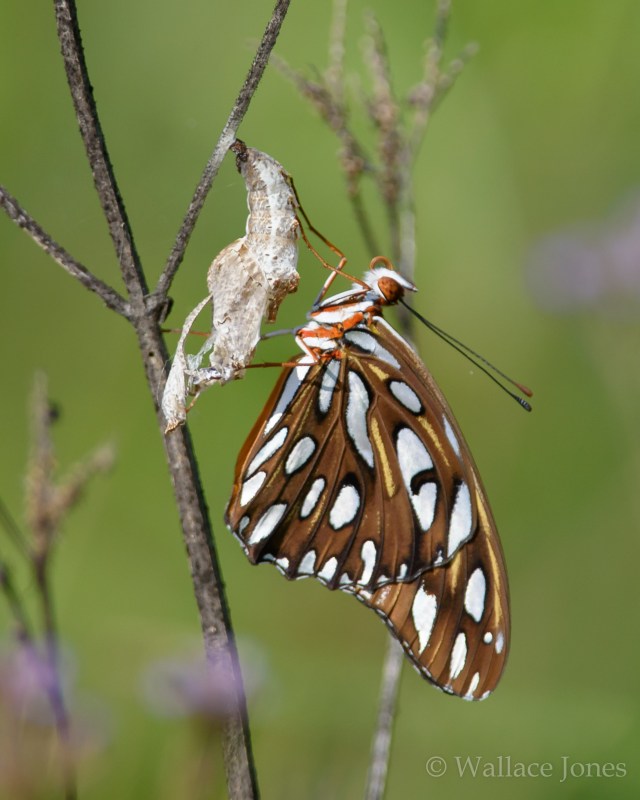 Colt Creek State Park