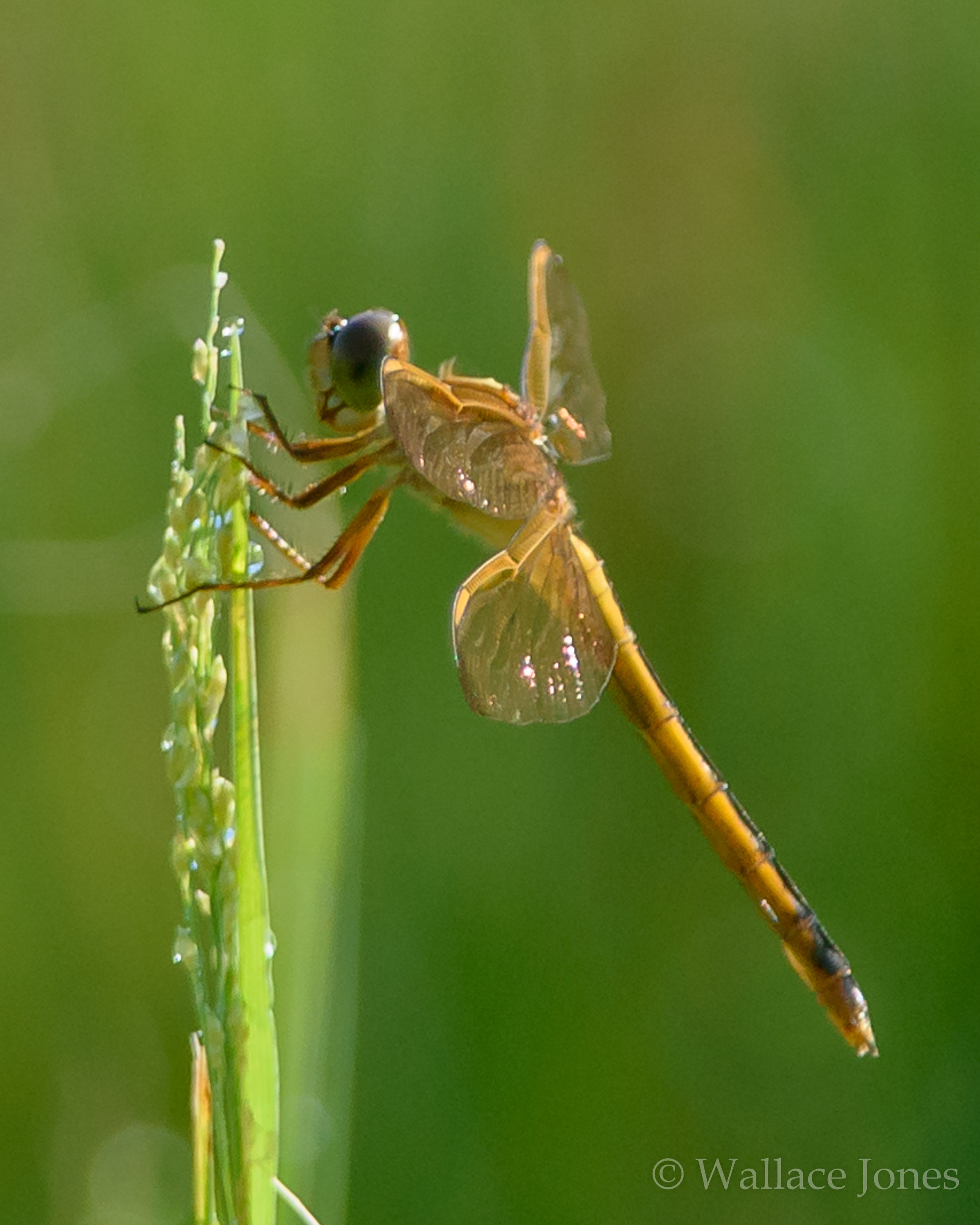 Colt Creek State Park
