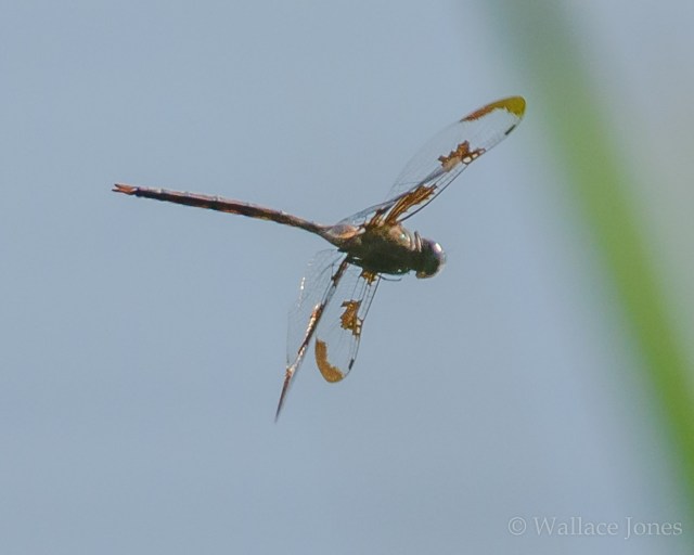 Colt Creek State Park