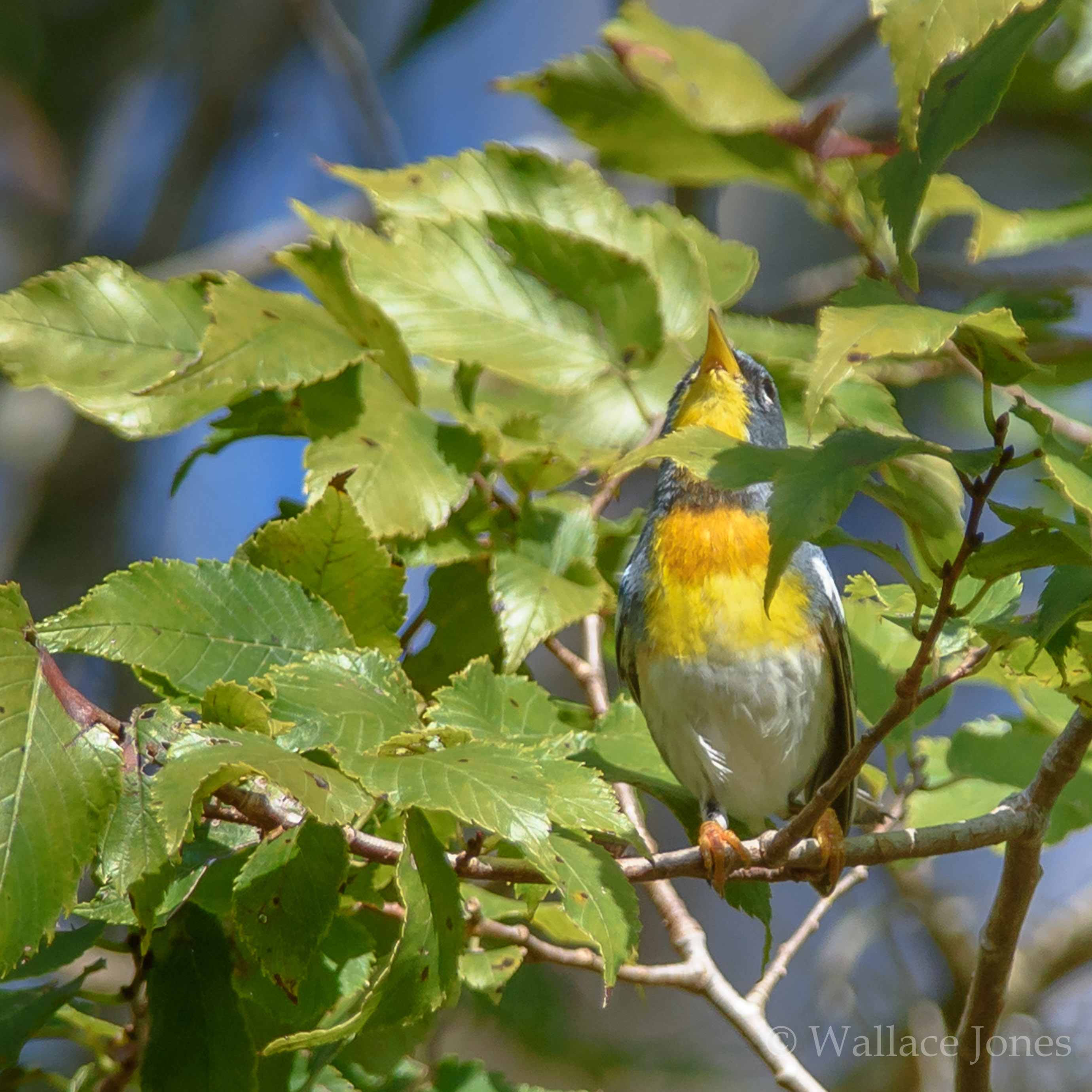 Colt Creek State Park