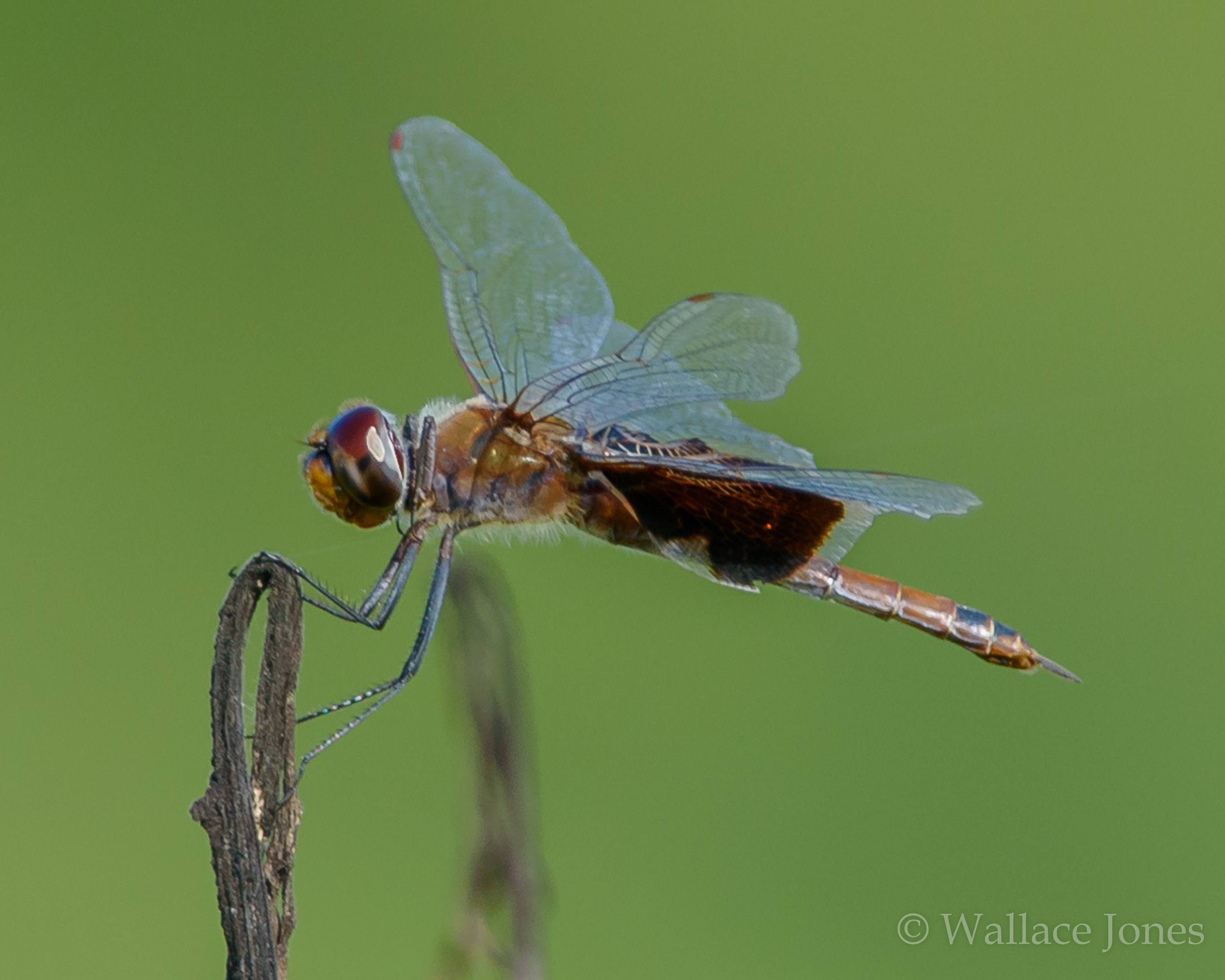 Colt Creek State Park
