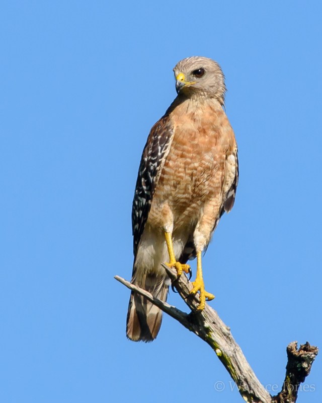 Colt Creek State Park