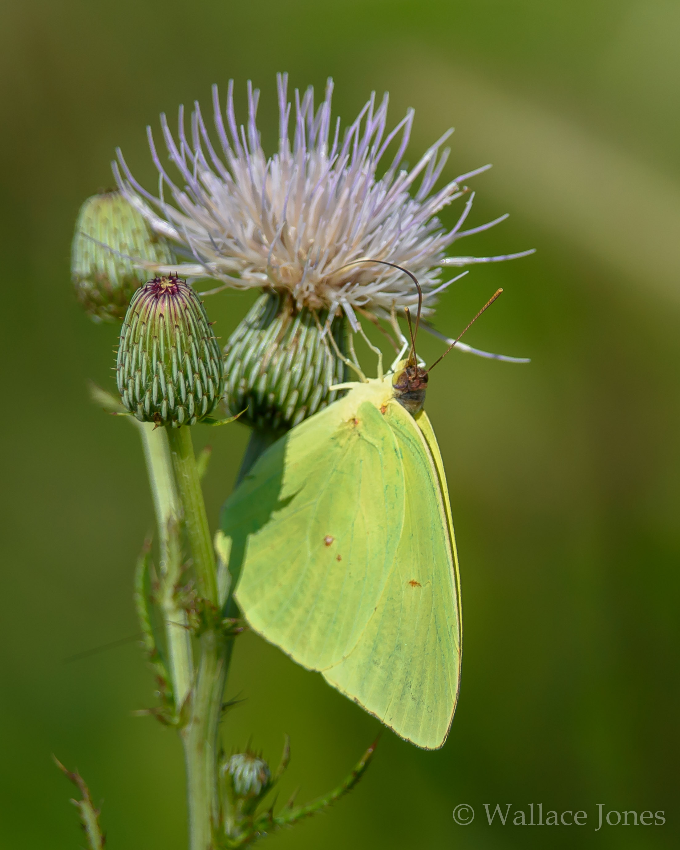 Colt Creek State Park