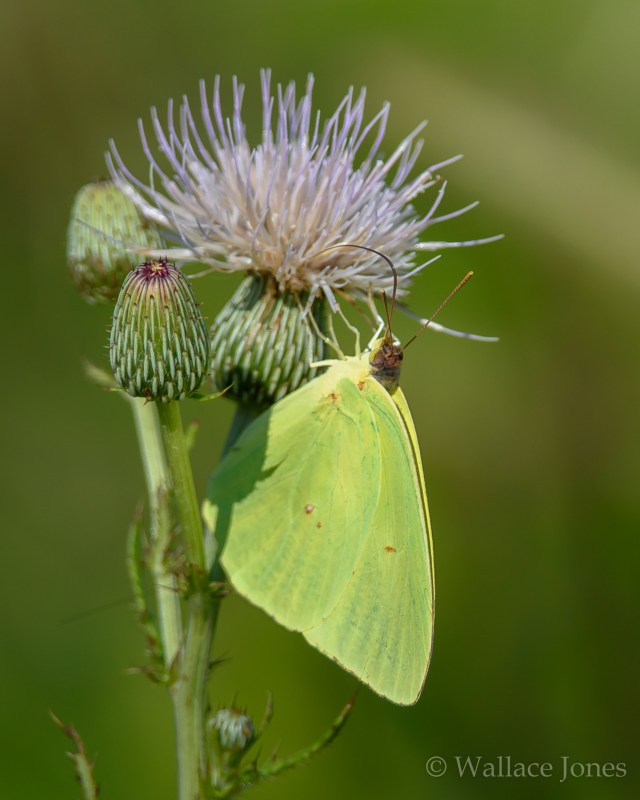 Colt Creek State Park