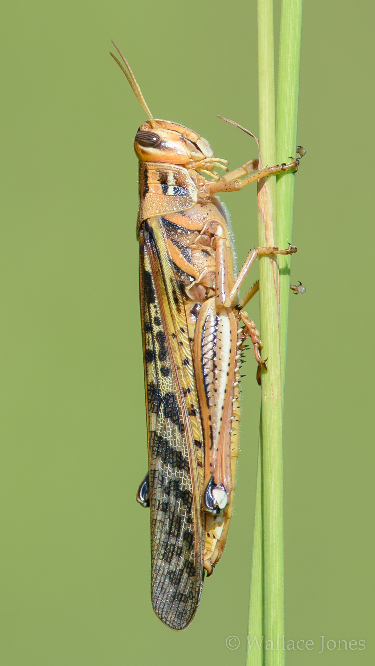 Colt Creek State Park