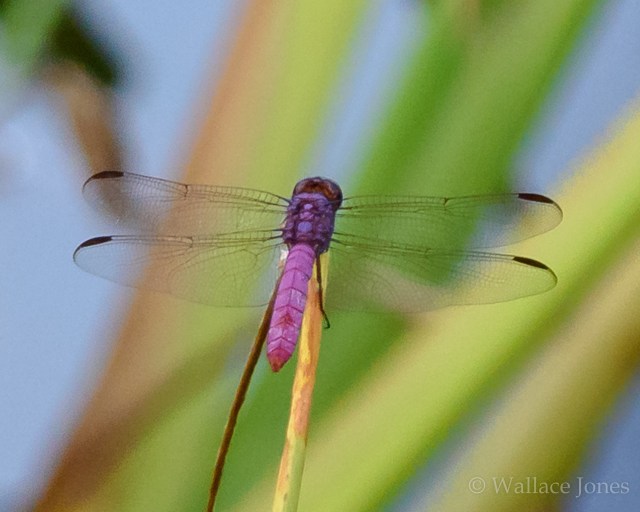 Colt Creek State Park