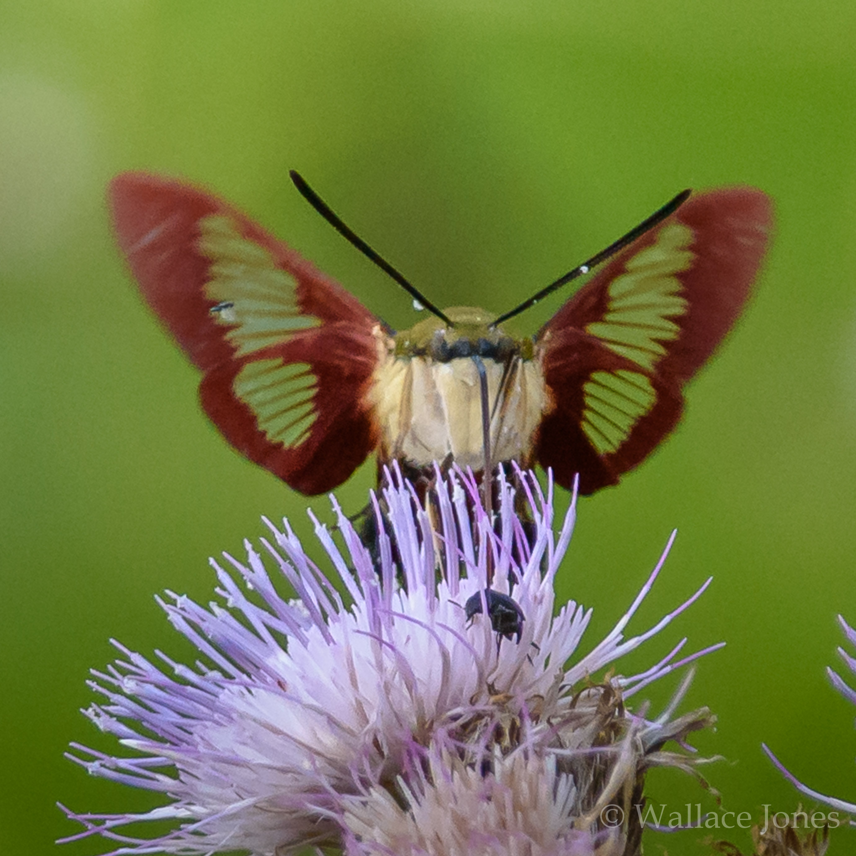 Colt Creek State Park