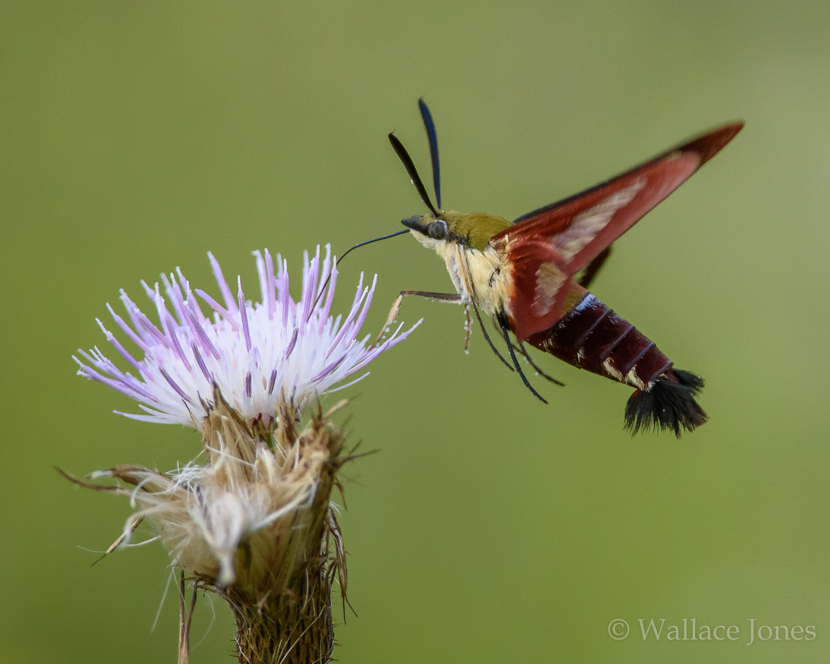 Colt Creek State Park