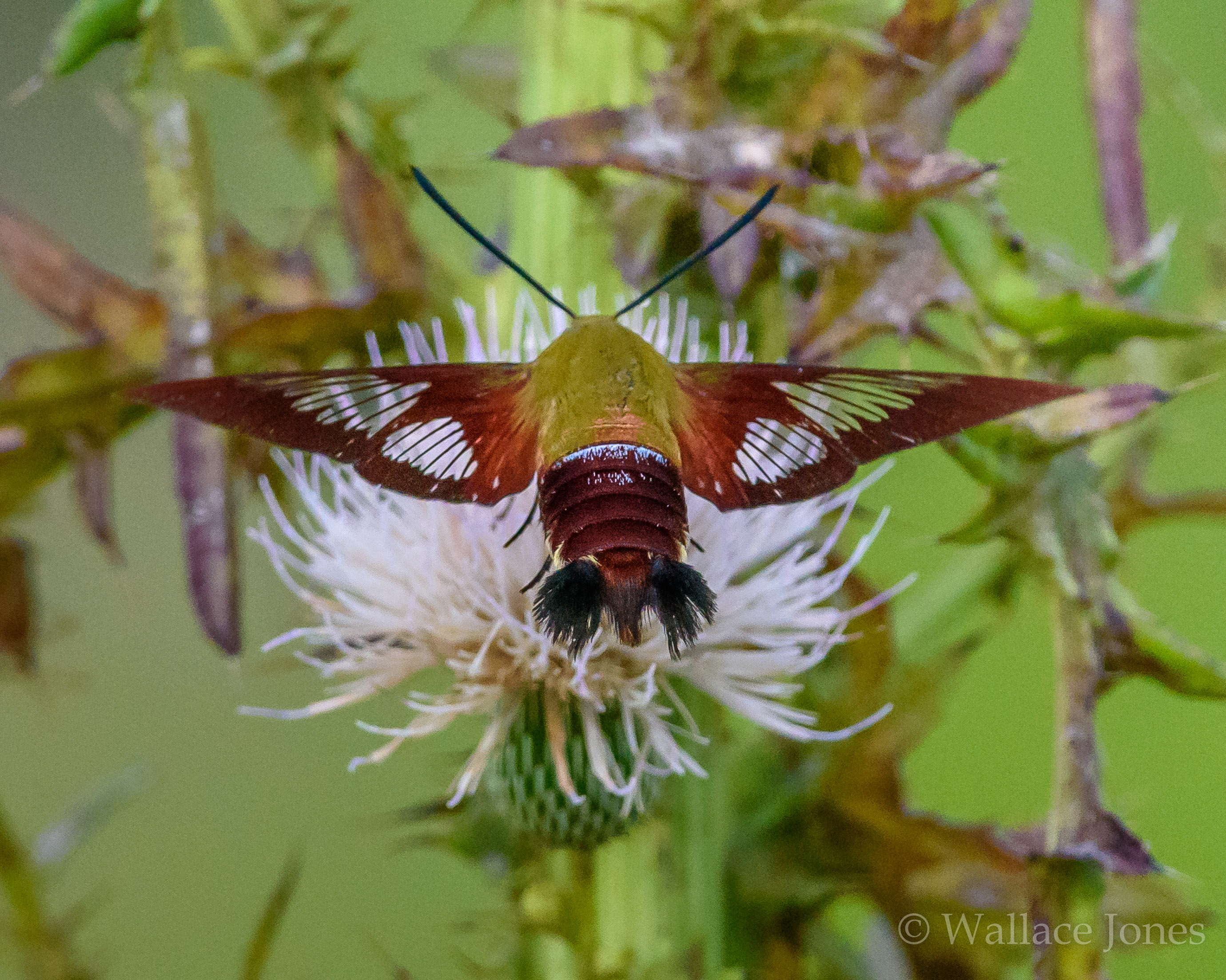 Colt Creek State Park