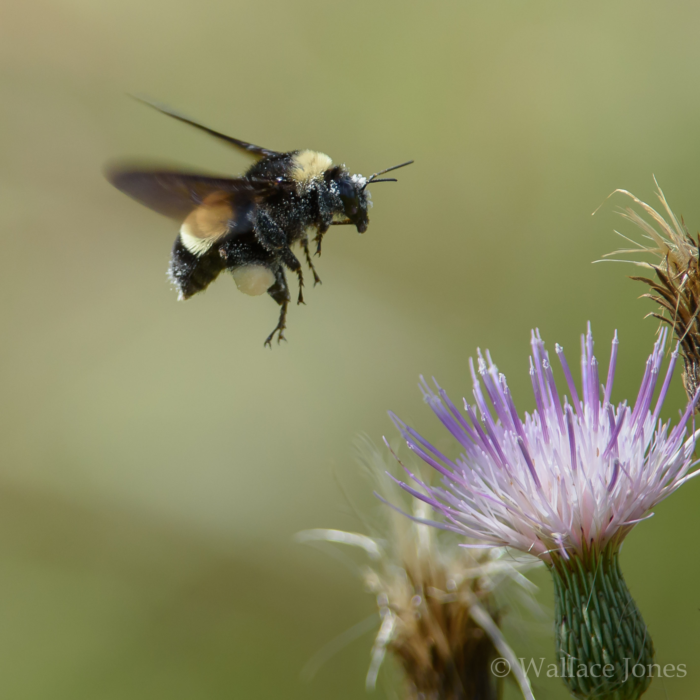 Colt Creek State Park