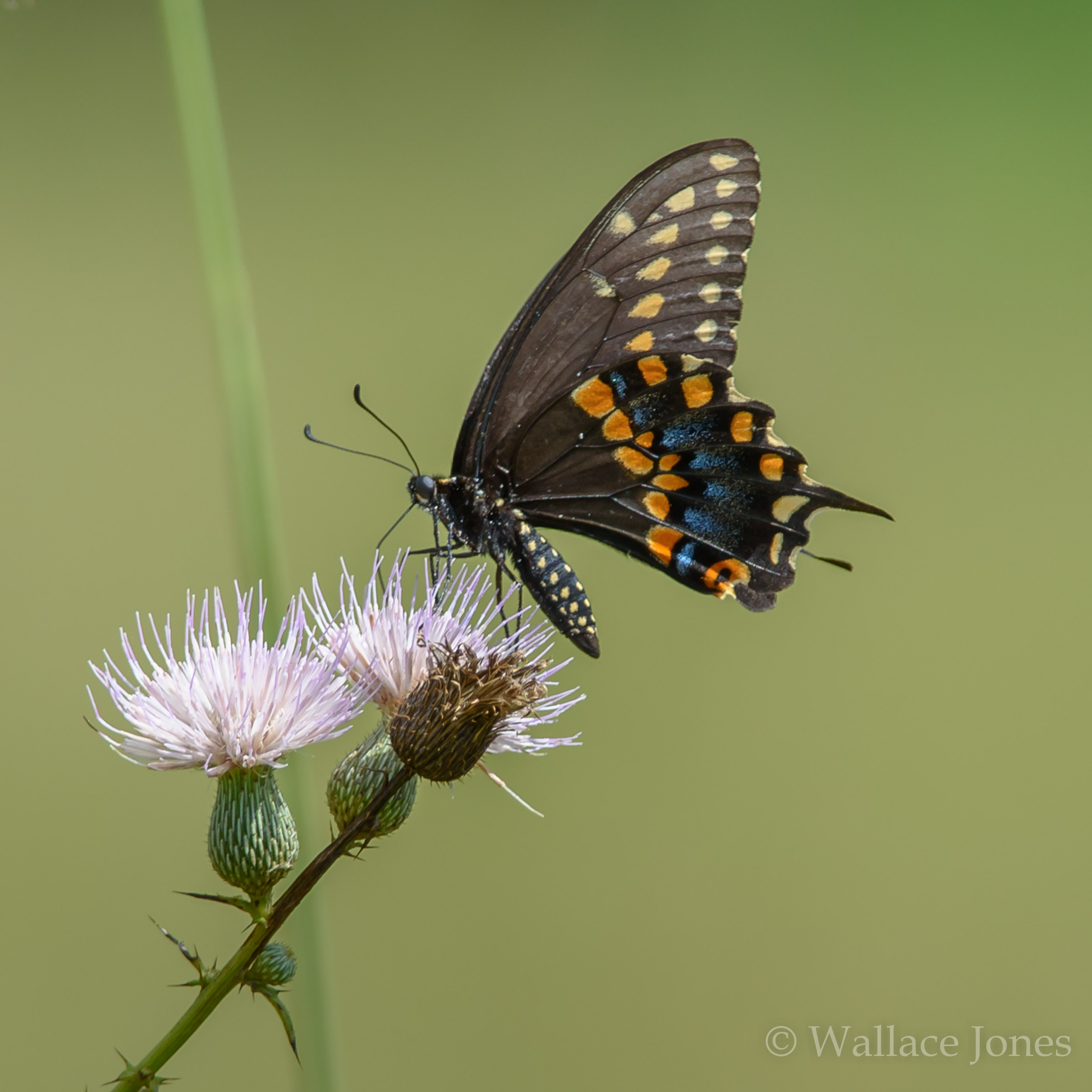 Colt Creek State Park