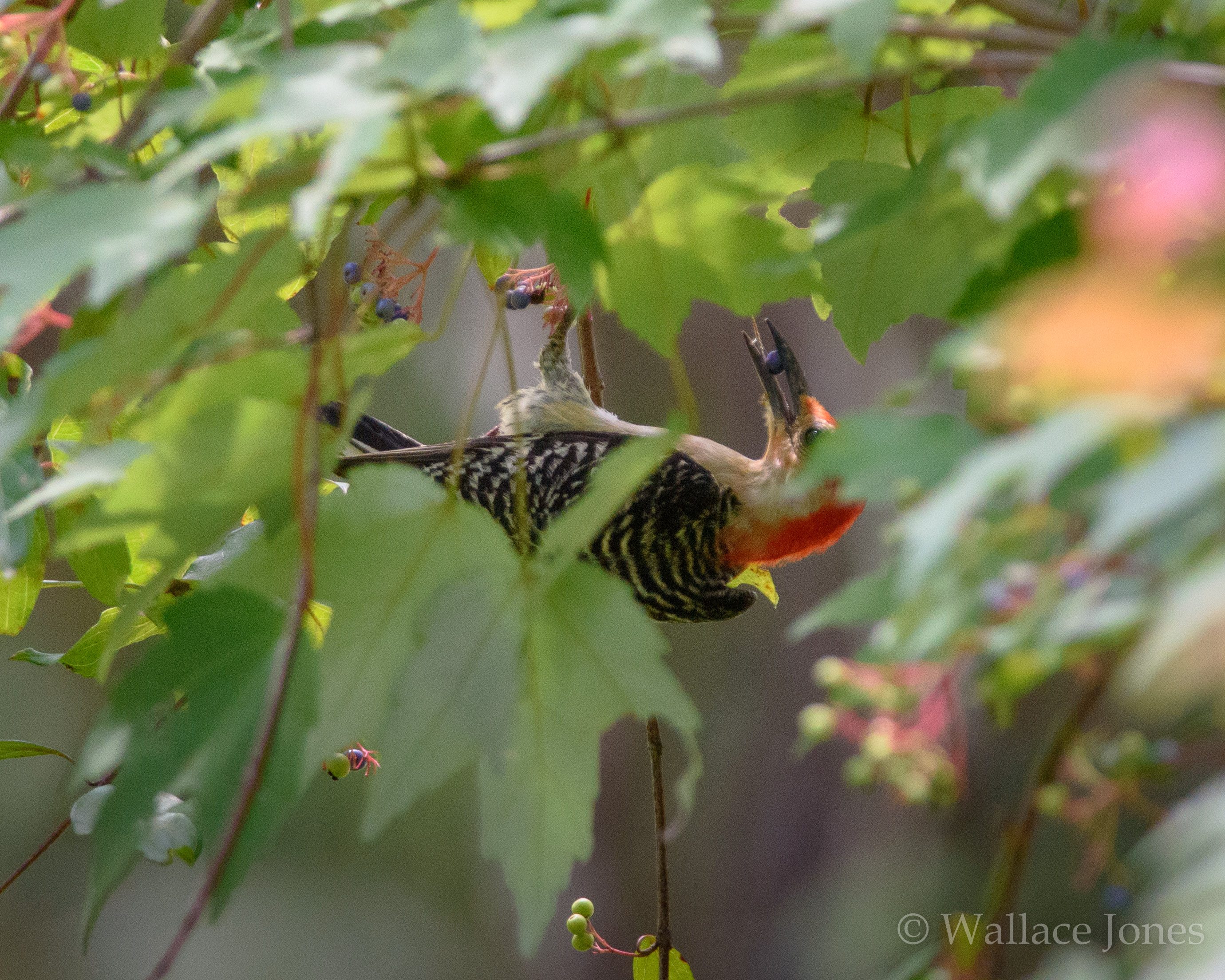 Colt Creek State Park