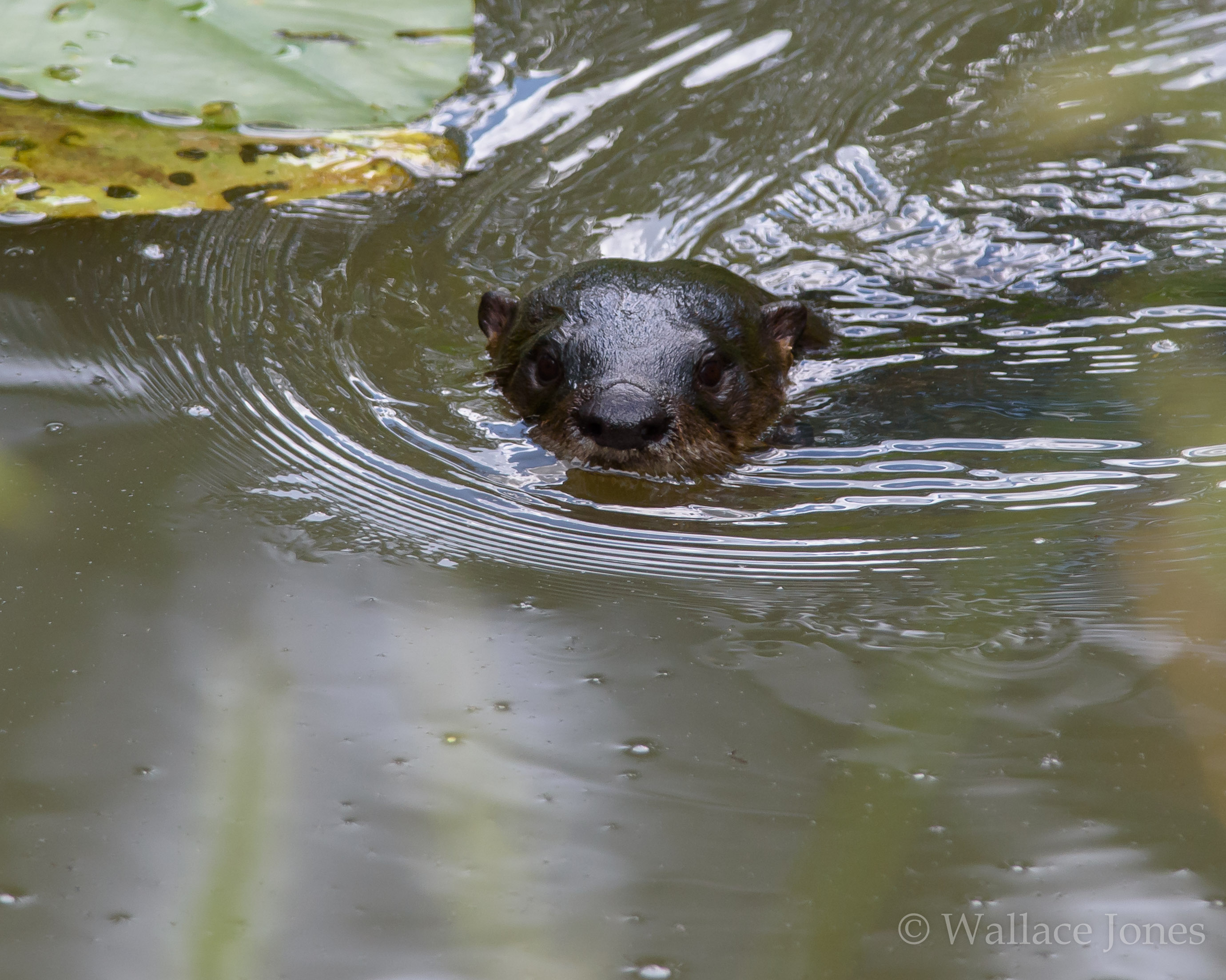 Colt Creek State Park