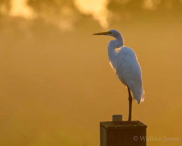 Itchepackesassa Creek Wetland