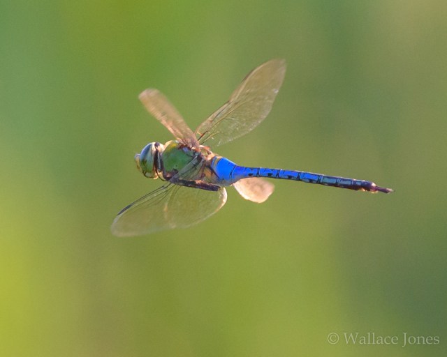 Itchepackesassa Creek Wetland