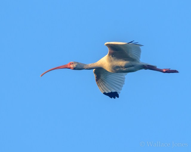 Itchepackesassa Creek Wetland