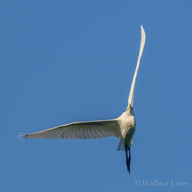 Itchepackesassa Creek Wetland