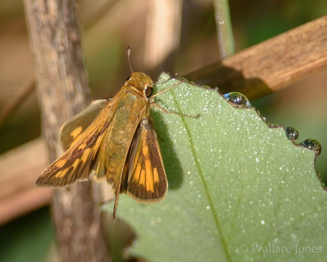 Itchepackesassa Creek Wetland