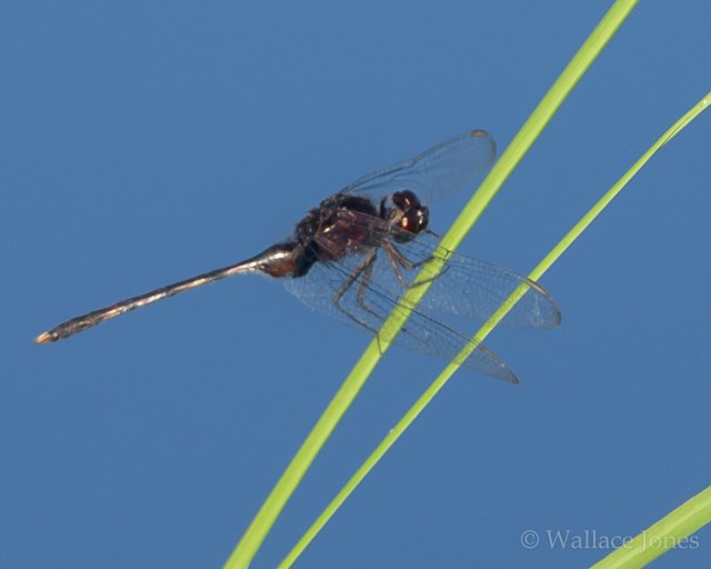 Itchepackesassa Creek Wetland