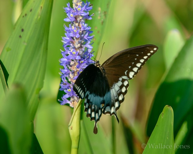 Itchepackesassa Creek Wetland