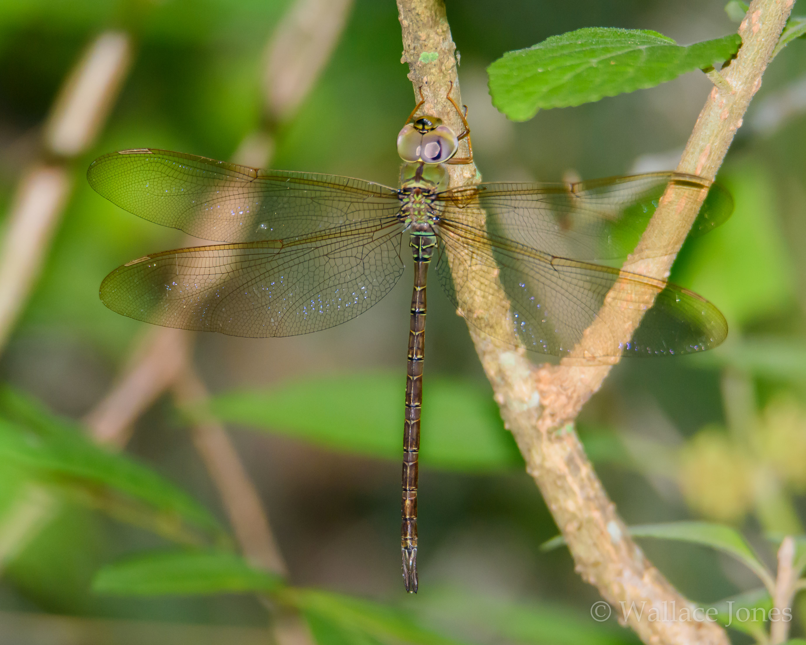 Tenoroc FMA Lost Lakes