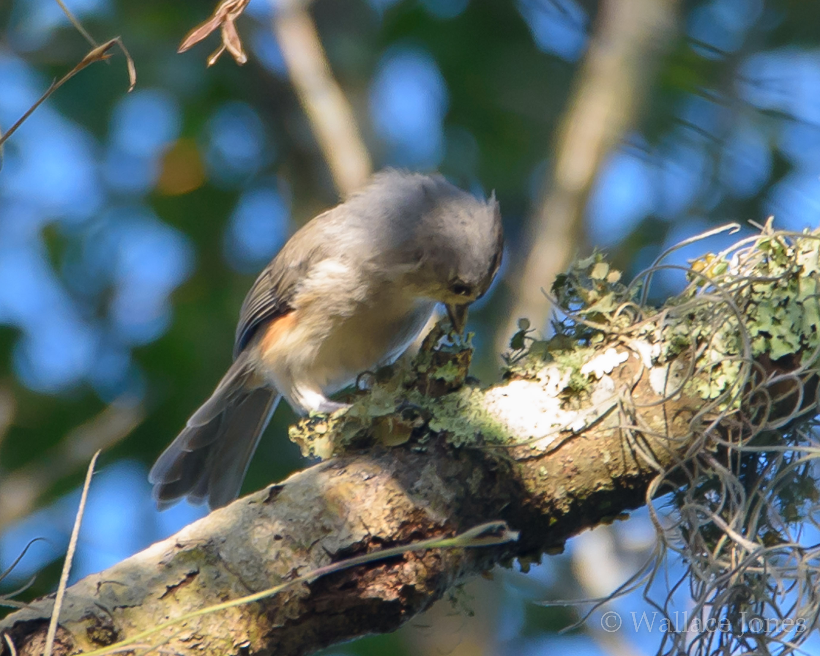 Tenoroc FMA Lost Lakes