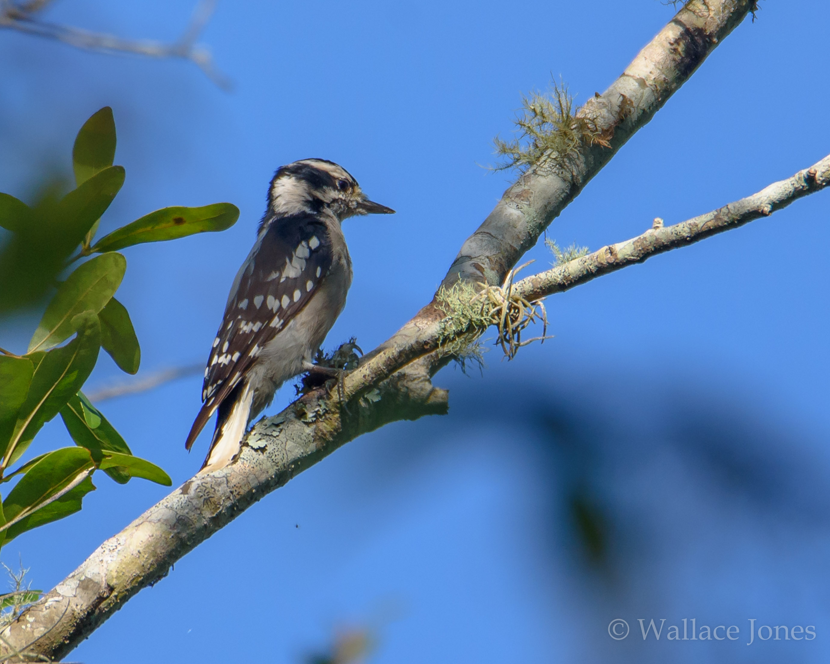 Tenoroc FMA Lost Lakes