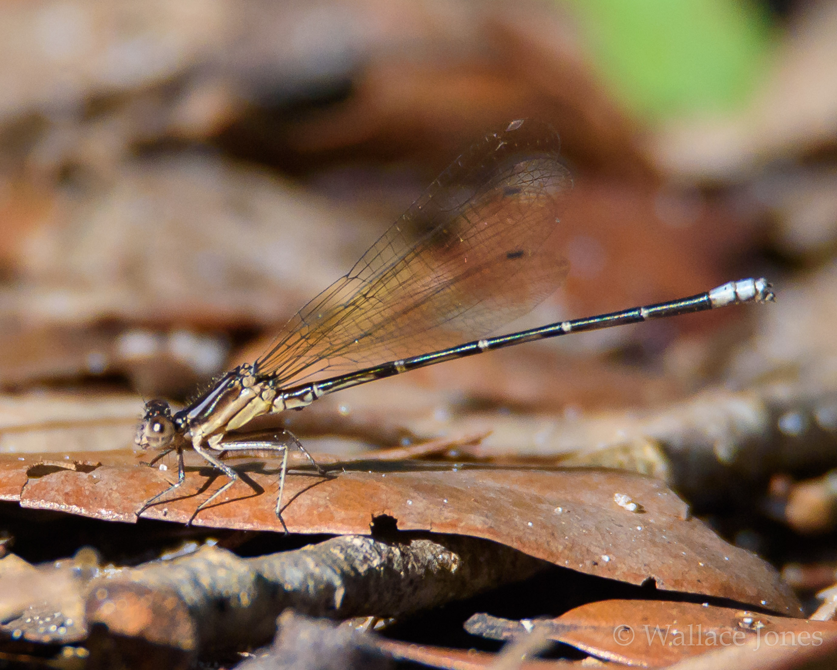 Tenoroc FMA Lost Lakes