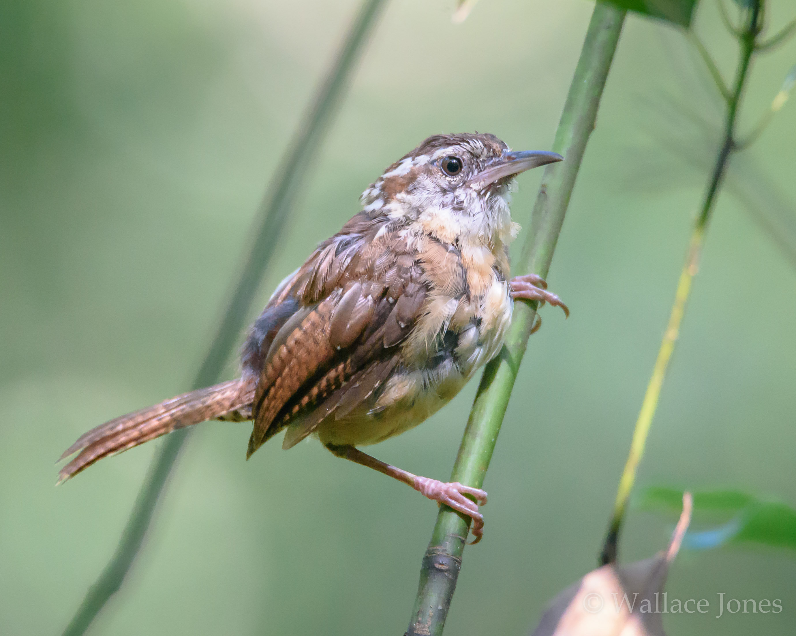 Tenoroc FMA Lost Lakes