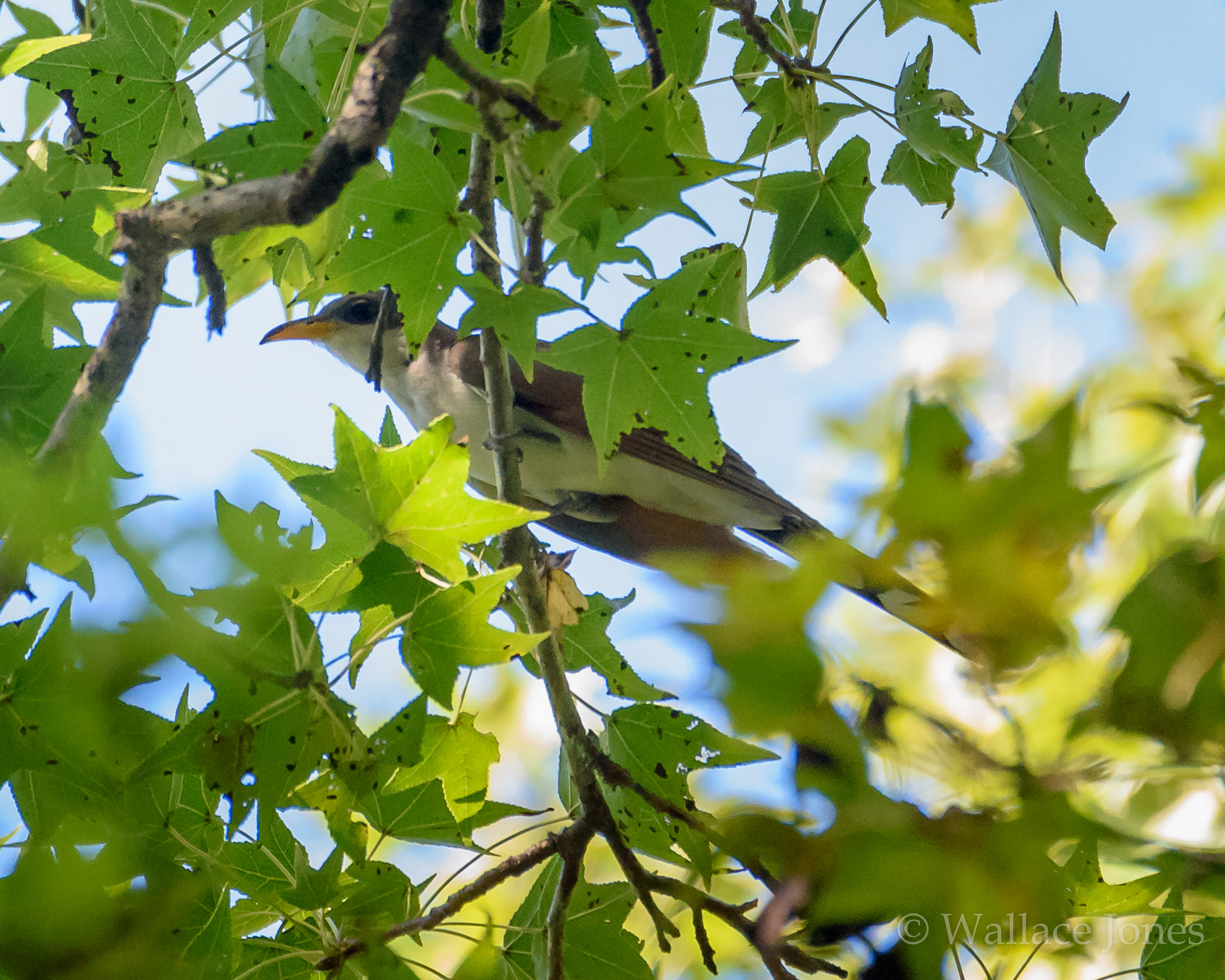 Tenoroc FMA Lost Lakes