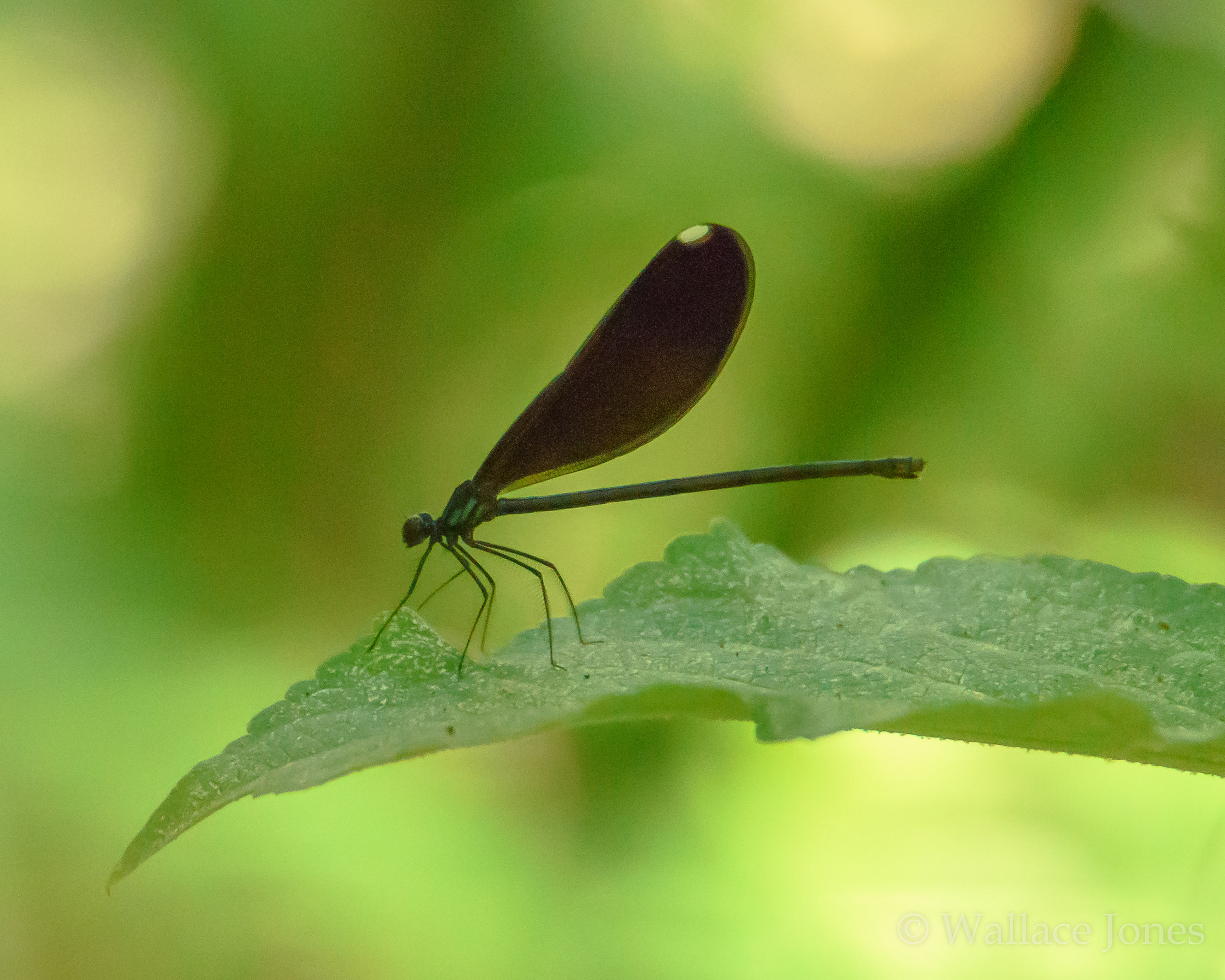 Tenoroc FMA Lost Lakes